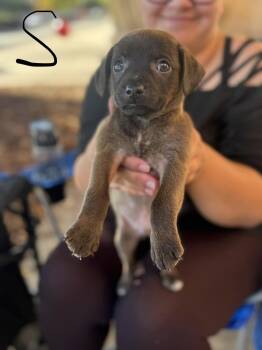 Salem -  Mixed Breed Dog for Adoption in Holly Springs, North Carolina - Salem | PetCurious