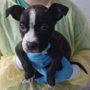 Cattle Dog and Terrier Dogs Available for Adoption in Hattiesburg, Mississippi - Queen | PetCurious