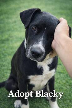 Labrador Retriever and Australian Cattle Dog Blue Heeler Dogs Available for Adoption in Lucas, Texas - Blacky  | PetCurious