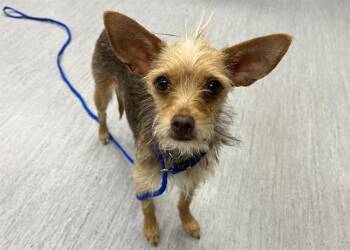 ALEXA -  Yorkshire Terrier and Chihuahua Dog for Adoption in Colorado Springs, Colorado - ALEXA | PetCurious