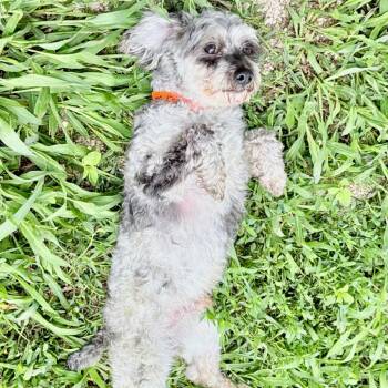 Oreo Cookie - Missouri MY26-46 -  Maltese and Miniature Poodle Dog for Adoption in Peyton, Colorado - Oreo Cookie - Missouri MY26-46 | PetCurious