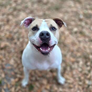 Mixed Breed Dogs Available for Adoption - Luna | PetCurious