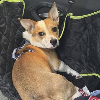 Snoopy -  Corgi and Australian Shepherd Dog for Adoption in Caldwell, Texas - Snoopy | PetCurious