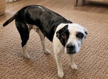 Gizmo -  Pit Bull Terrier and Mixed Breed Dog for Adoption in Sebastian, Florida - Gizmo | PetCurious