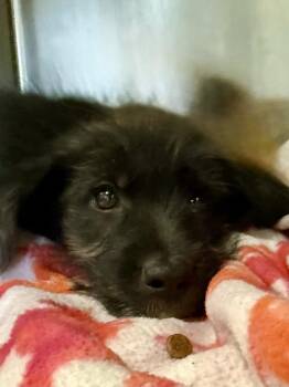 Brennon -  German Shepherd Dog Dog for Adoption in Mobile, Alabama - Brennon | PetCurious