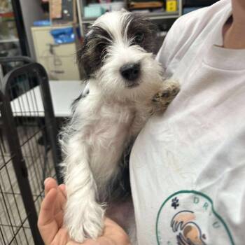 Rescue Yorkshire Terrier and Shih Tzu Dogs for Adoption in Oswego, Illinois - Aries | PetCurious