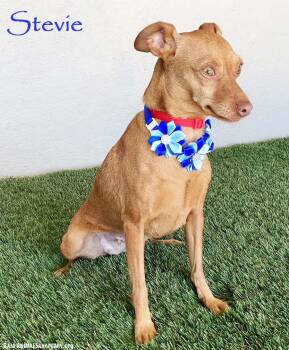 Rescue Chihuahua and Miniature Pinscher Dogs for Adoption in San Diego, California - Stevie | PetCurious