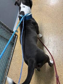 Lady Luna -  Mixed Breed Dog for Adoption in Cincinnati, Ohio - Lady Luna | PetCurious
