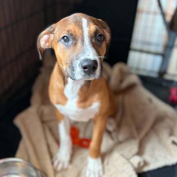 Bahama Mama -  Boxer and Mixed Breed Dog for Adoption in Concord, North Carolina - Bahama Mama | PetCurious