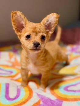 Chihuahua and Corgi Dogs Available for Adoption - Bailey-ADOPT Me!! | PetCurious