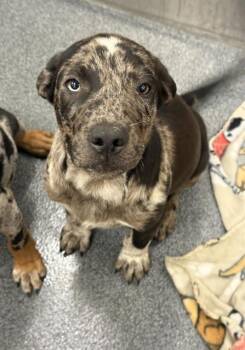Mixed Breed Dogs Available for Adoption - KREME CUNNINGHAM | PetCurious