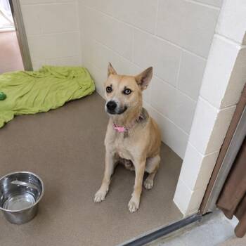 Veronica "Ronnie" 26-0436 -  Mixed Breed Dog for Adoption in Yanceyville, North Carolina - Veronica "Ronnie" 26-0436 | PetCurious