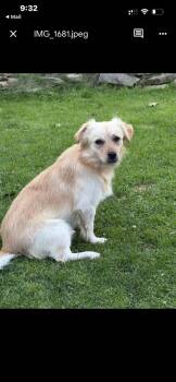 Elmer -  Chihuahua Dog for Adoption in Jefferson Hills, Pennsylvania - Elmer | PetCurious