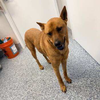 Gracie -  Shar Pei and Mixed Breed Dog for Adoption in Great Falls, Montana - Gracie | PetCurious