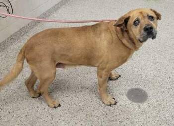 Hughie -  Mixed Breed Dog for Adoption in Kansas City, Missouri - Hughie | PetCurious