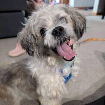 Odie -  Shih Tzu Dog for Adoption in Normal, Illinois - Odie | PetCurious