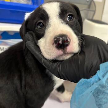 Sushi -  Labrador Retriever and Mixed Breed Dog for Adoption in Yuma, Arizona - Sushi | PetCurious