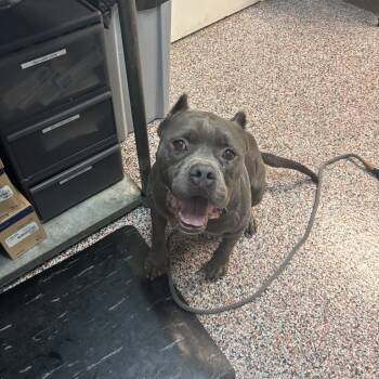 Rescue Mixed Breed and Pit Bull Terrier Dogs for Adoption in Salt Lake City, Utah - Hunky | PetCurious