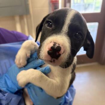 Loreto -  Terrier Dog for Adoption in San Antonio, Texas - Loreto | PetCurious