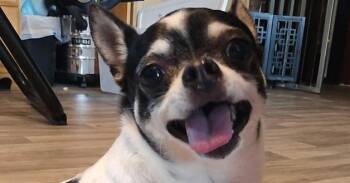 Stud -  Chihuahua Dog for Adoption in Warrenton, Missouri - Stud | PetCurious