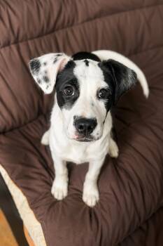 Puff -  Mixed Breed Dog for Adoption - Puff | PetCurious