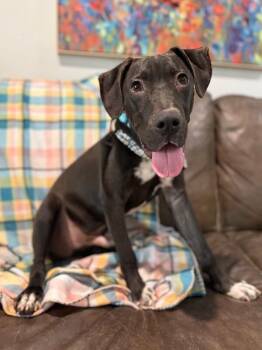 Pit Bull Terrier and Labrador Retriever Dogs Available for Adoption - Happy Hanky Wiggles Of Joy | PetCurious