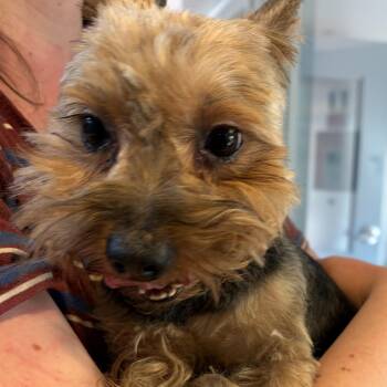 Yorkshire Terrier Dogs Available for Adoption in Scituate, Massachusetts - Scooter | PetCurious