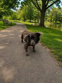 Dachshund and Mixed Breed Dogs Available for Adoption in Doral, Florida - AKIRA | PetCurious