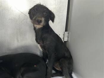 A662173 -  Chihuahua and Mixed Breed Dog for Adoption in Houston, Texas - A662173 | PetCurious