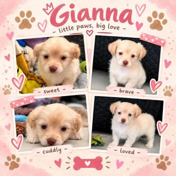 Gianna -*Available 10/24*Chino Hills Location -  Papillon and Chihuahua Dog for Adoption in Chino Hills, California - Gianna -*Available 10/24*Chino Hills Location | PetCurious