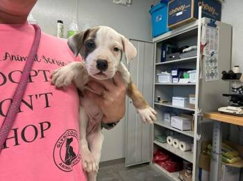 Labrador Retriever and Mixed Breed Dogs Available for Adoption - PINE | PetCurious