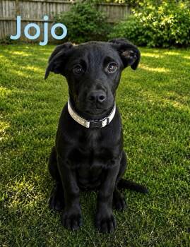 Jojo -  Labrador Retriever Dog for Adoption in Toms River, New Jersey - Jojo | PetCurious