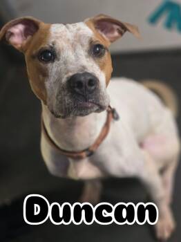 Pit Bull Terrier Dogs Available for Adoption in Hollywood, Florida - Duncan | PetCurious