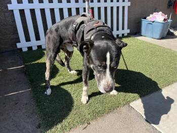 Rescue Border Collie and Mixed Breed Dogs for Adoption in Modesto, California - RUGER | PetCurious