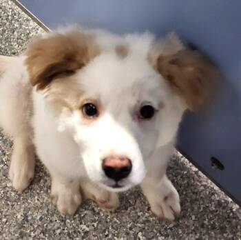 Crush -  Australian Shepherd and Husky Dog for Adoption - Crush | PetCurious