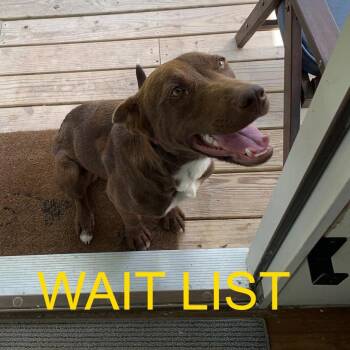 Rocco -  Chocolate Labrador Retriever and Mixed Breed Dog for Adoption in Livingston, Texas - Rocco | PetCurious