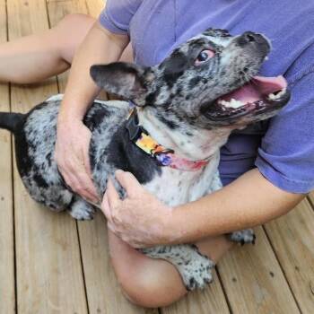 Angel -  French Bulldog Dog for Adoption in Stokesdale, North Carolina - Angel | PetCurious