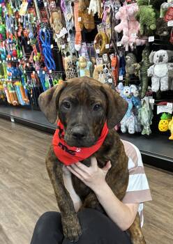 Rusty -  Pit Bull Terrier and Hound Dog for Adoption in Mobile, Alabama - Rusty | PetCurious