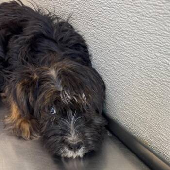 109029 -  Mixed Breed Dog for Adoption in Las Cruces, New Mexico - 109029 | PetCurious