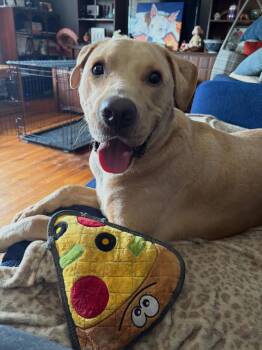 Yellow Labrador Retriever Dogs Available for Adoption in Highland, New York - Sunny | PetCurious