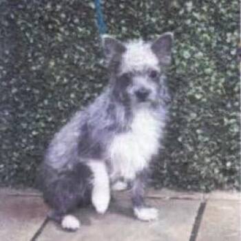 Chihuahua and Terrier Dogs Available for Adoption - Lint | PetCurious