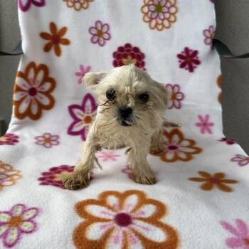 Shih Tzu and Maltese Dogs Available for Adoption in Carencro, Louisiana - Punch | PetCurious
