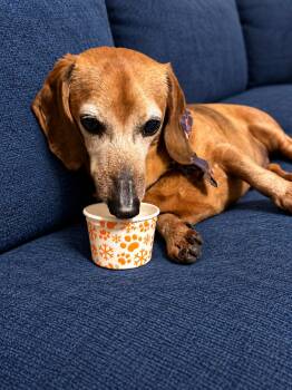Rex -  Dachshund Dog for Adoption in Stoughton, Massachusetts - Rex | PetCurious