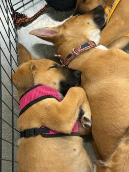 Rescue Boxer Dogs for Adoption in Herald, California - Flower | PetCurious