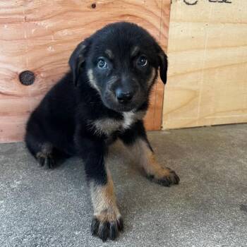 Rottweiler and Terrier Dogs Available for Adoption in Holiday Hills, Illinois - Angie | PetCurious