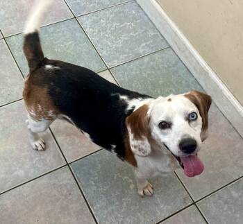 BEST LOOKING BEAGLE EVER -  Beagle Dog for Adoption in Northwood, Ohio - BEST LOOKING BEAGLE EVER | PetCurious