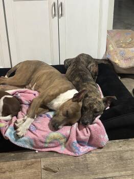 Terrier Dogs Available for Adoption - Hoppy | PetCurious