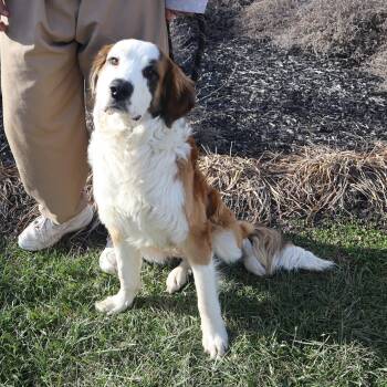 Saint Bernard and Golden Retriever Dogs Available for Adoption - Bernard - Paws Behind Bars Prison Trained | PetCurious