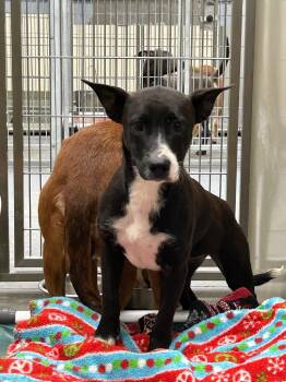 2026-08-130 -  Terrier Dog for Adoption in Winder, Georgia - 2026-08-130 | PetCurious