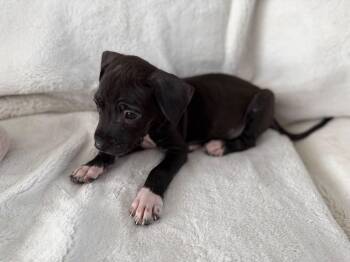 Mene - Oh SOOO Sweet -  Labrador Retriever and Chihuahua Dog for Adoption in Carolina, Carolina - Mene - Oh SOOO Sweet | PetCurious